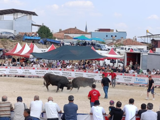 İzmir Kemalpaşa’da Kıran Kırana Boğa Güreşi Festivali