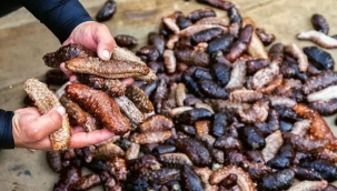 Bakanlığa deniz hıyarı çağrısı!