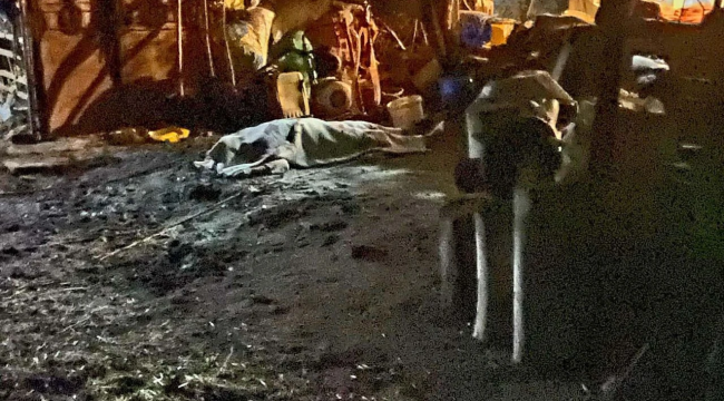 İnek sağarken akıma kapıldı... Hayatını kaybetti!