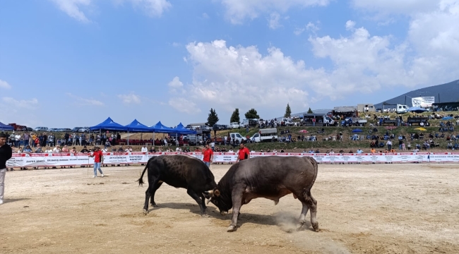 İzmir Kemalpaşa’da Kıran Kırana Boğa Güreşi Festivali