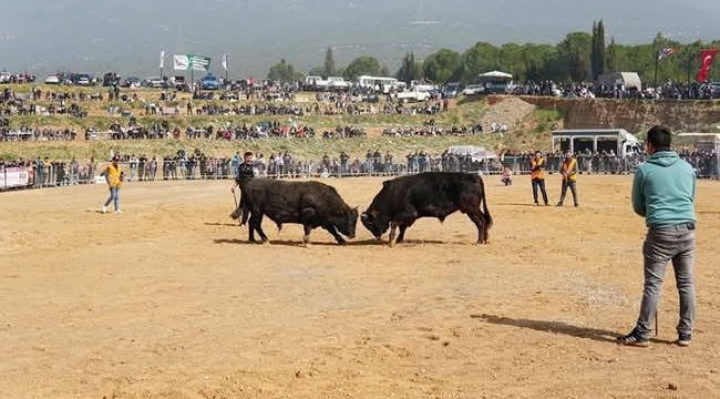 Kemalpaşa 2. Boğa Güreşi Festivali İçin Geri Sayım Başladı