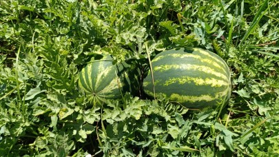 Salihli Poyrazdamları Karpuzu Hasadında Üreticiler Üzgün