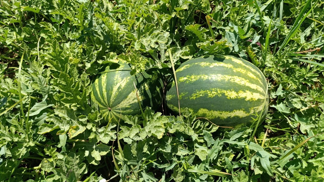 Salihli Poyrazdamları Karpuzu Hasadında Üreticiler Üzgün