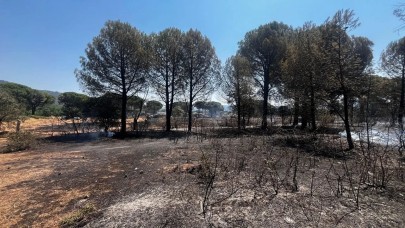 Bergama'da yangın kontrol altında: 16 hektarlık alan kül oldu!