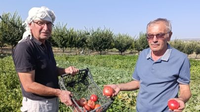 Emekli Öğretmenin Ata Tohumuyla Ürettiği Domatesler Kapışılıyor