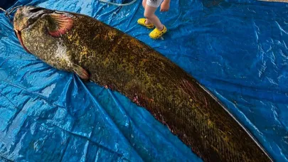 Demirköprü Barajı’nda 114 Kilo Ağırlığında Dev Yayın Balığı Yakalandı
