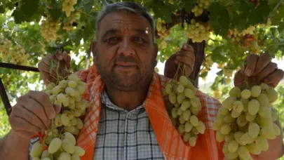 7. MANİSA BAĞBOZUMU VE YÖRÜK TÜRKMEN KÜLTÜR ŞÖLENİ 31 AĞUSTOS PAZAR GÜNÜ