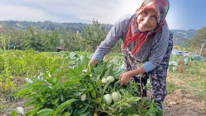 HALİSE TEYZE MANİSA DEMİRCİ’DE İLK KEZ PEPİNO YETİŞTİRDİ