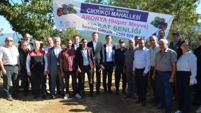 ‘SÜPER MEYVE’ ARONYAYA SINDIRGI’DA HASAT ŞENLİĞİ YAPILDI