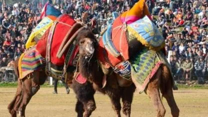 2. GELENEKSEL DEVE GÜREŞİ FESTİVALİ İZMİR BAYINDIR ÇIRPI’DA COŞKUYLA GERÇEKLEŞECEK