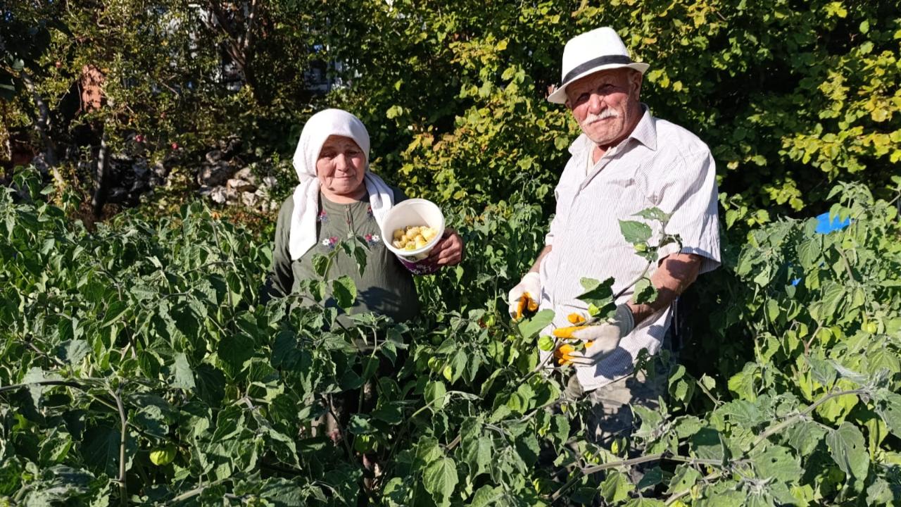 MANİSA DEMİRCİ’DE ALTIN ÇİLEK BEREKETİ