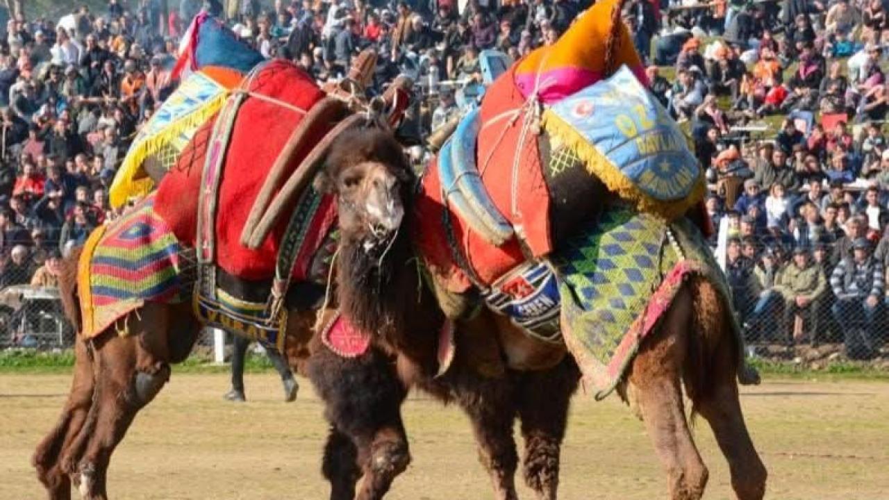 5. KEMALPAŞA DAMLACIK DEVE GÜREŞLERİ FESTİVALİ İPTAL EDİLDİ