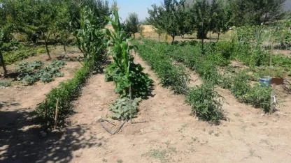 EFES TARLASI YAŞAM KÖYÜ’NDE ELDE EDİLEN YEREL TOHUMLAR ANADOLU’NUN DÖRT BİR YANINDA FİLİZLENİYOR