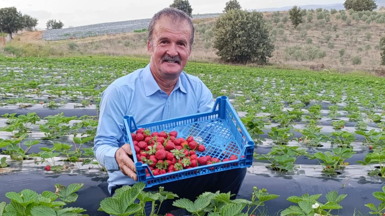 KÖPRÜBAŞI’NDA KASIM AYINDA ÇİLEK BEREKETİ