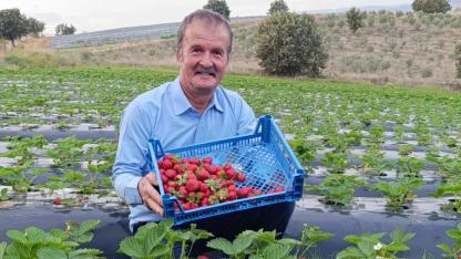 KÖPRÜBAŞI’NDA KASIM AYINDA ÇİLEK BEREKETİ