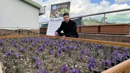 Ülkü Ocakları Genel Merkezi'nin Terasında Safran Hasadı!