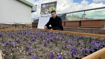 Ülkü Ocakları Genel Merkezi'nin Terasında Safran Hasadı!