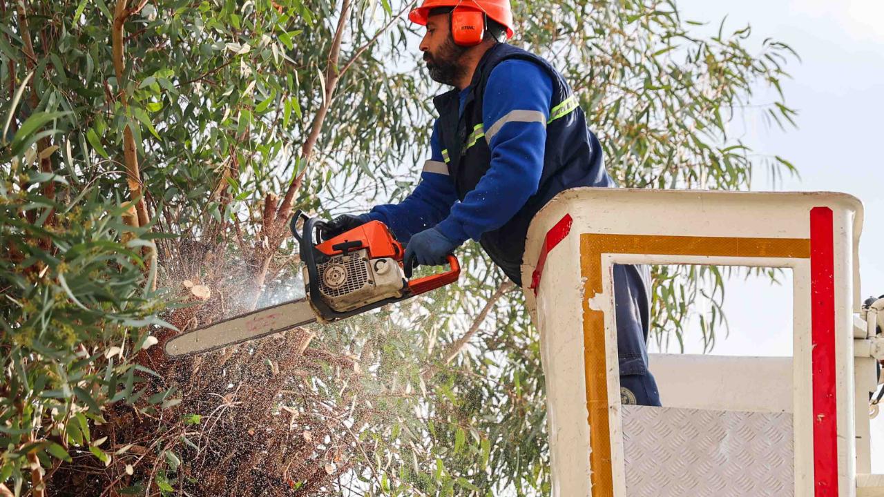 Buca’da budama seferberliği