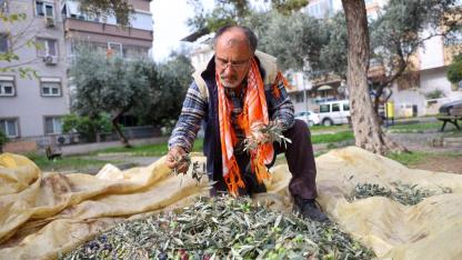 Buca’da zeytin hasadı zamanı