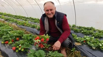 KÖPRÜBAŞI’NDA KIŞ MEVSİMİNDE ÜRETİLEN ÇİLEĞE YOĞUN TALEP VAR