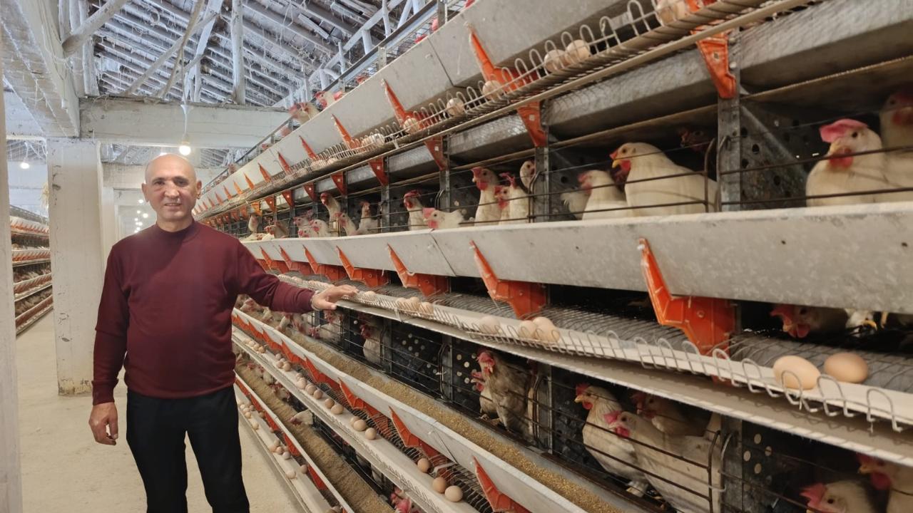 SİMAV’IN KUŞU BELDESİNDE 16 BİN TAVUKLA YUMURTA ÜRETİMİ BAŞLADI