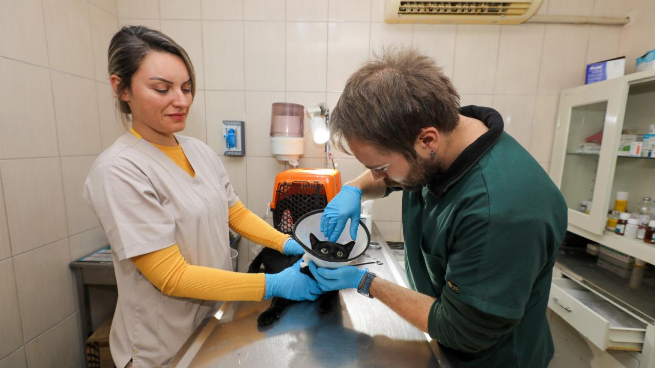 Gaziemir Belediyesi 6 bin 222 can dostun yaşamına dokundu