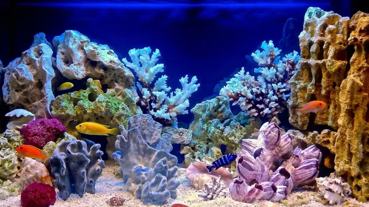 Akvaryumculuk: Küçük Bir Dünyada Büyük Denge