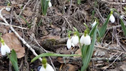 DEMİRCİ  DAĞLARINDAKİ  KARDELENLERİ  KOPARMANIN  CEZASI  699 BİN TL