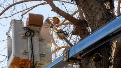 Karşıyaka’da budama seferberliği: Ağaçlar bahara hazırlanıyor