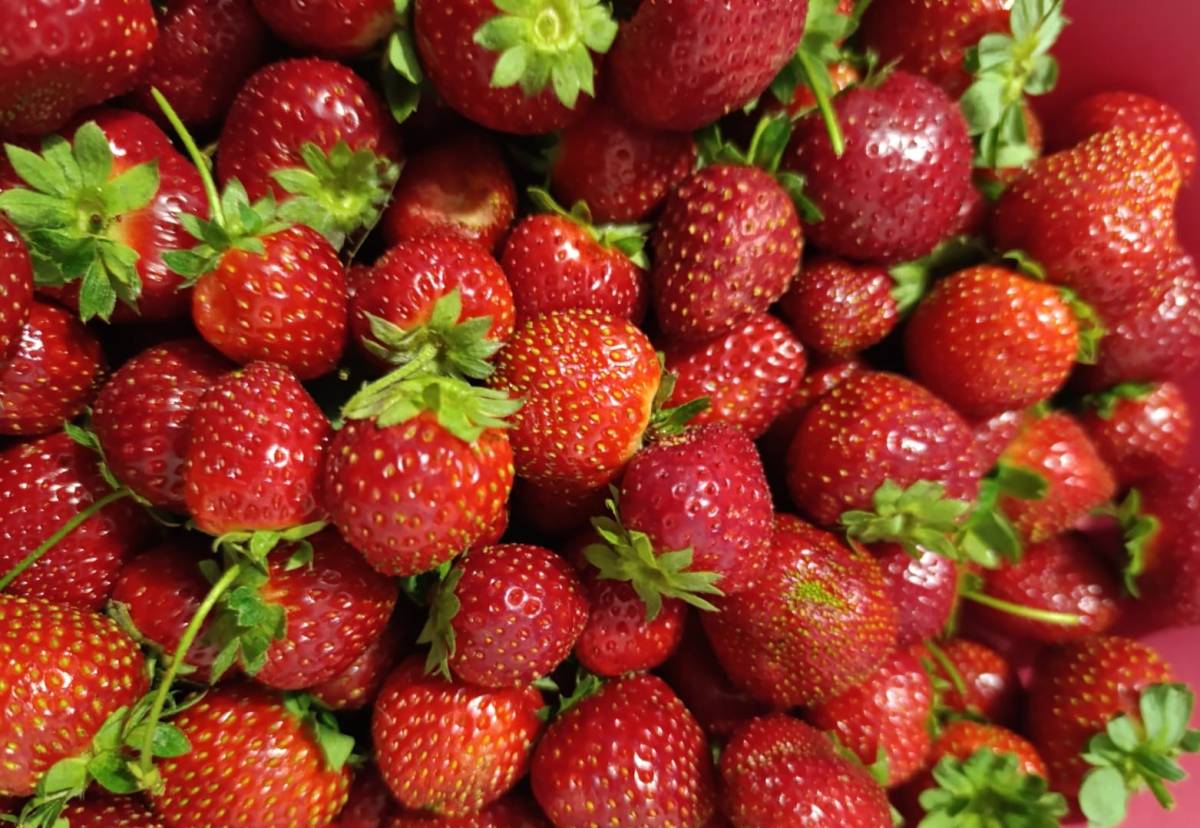 KÖPRÜBAŞI’NDA KASIM AYINDA ÇİLEK BEREKETİ