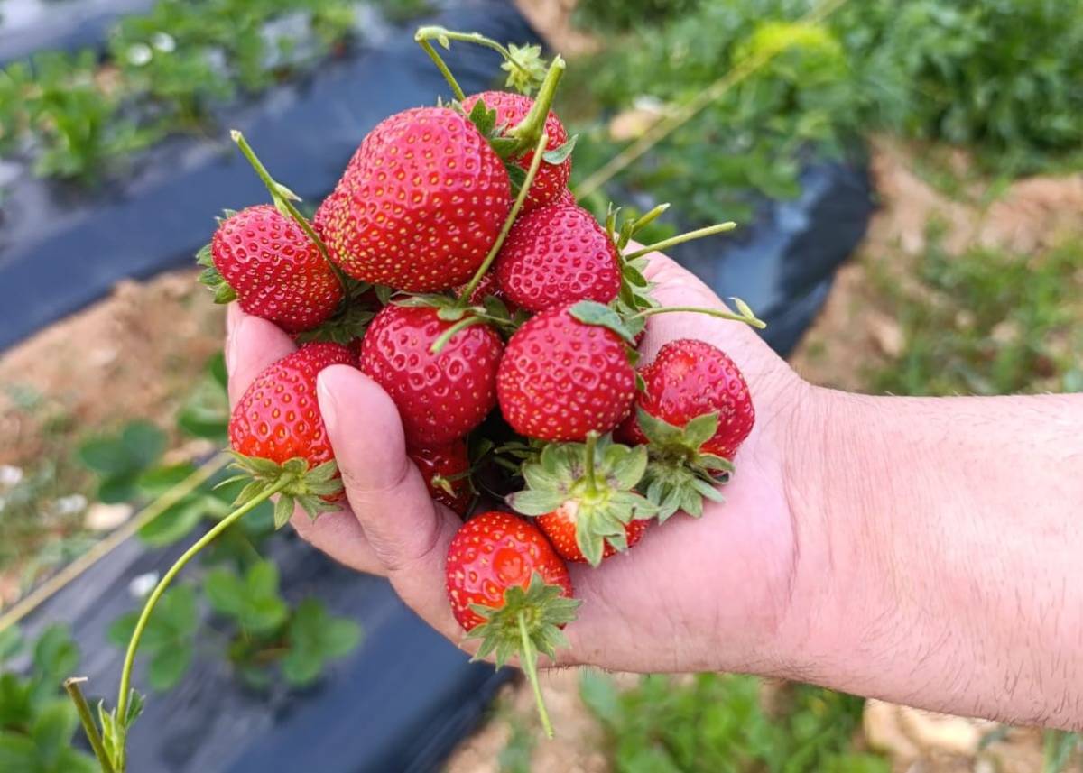 KÖPRÜBAŞI’NDA KASIM AYINDA ÇİLEK BEREKETİ